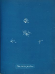 Polysiphonia parasitica, vers 1853 - Anna Atkins
