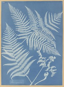 Pteris aquilina - Anna Atkins
