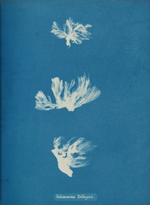 Schizonema Dillwynii, vers 1853