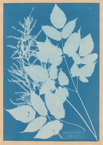 Spiraea aruncus (Tyrol)