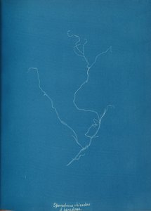 Sporochnius rhizodes ß paracloxa - Anna Atkins