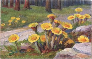 Tussilage, Carte Postale, Années 1940 - Anna Haller