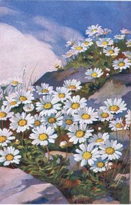 Marguerites, Carte Postale, Années 1940 - Anna Haller