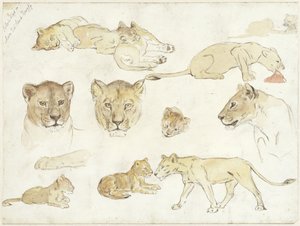 Études de lions - Anna Maria Kruijff