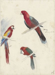 Études de perroquets