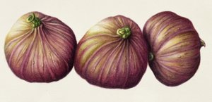 Figues, 2001