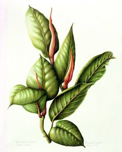 Plante en caoutchouc - Annabel Barrett