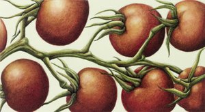 Vigne de tomate - Annabel Barrett