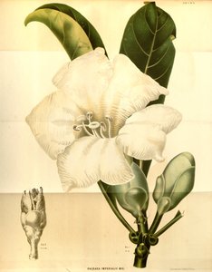Fagraea imperialis - Annales Musei botanici lugduno batavi
