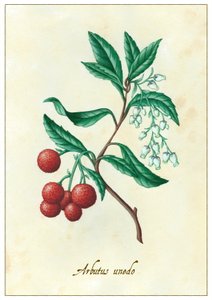 Arbutus unedo, 2015 - Annalisa Morrocco