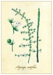 Asparagus acutifolius - Annalisa Morrocco