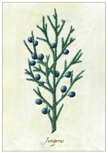 Juniperus, 2015 - Annalisa Morrocco