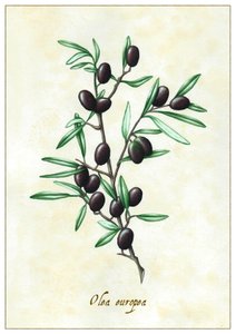 Olea europea - Annalisa Morrocco