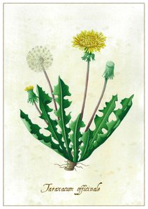 Taraxacum officinale, 2015