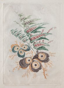 Nouvelle suite de portfolios de fleurs idéale pour la conception et la peinture : Fantaisies florales - Anne Allen