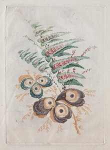 Nouvelle suite de portfolios de fleurs idéales pour la conception et la peinture : Fantaisies florales, vers 179 - Anne Allen