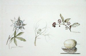 Fleur de la passion, anis et coriandre