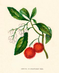 Arbutus, ou arbre à fraises, vers 1891, 1891