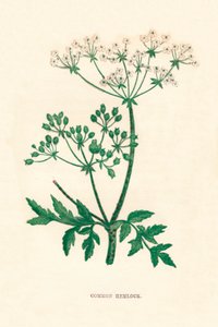 Ciguë commune - Anne Pratt