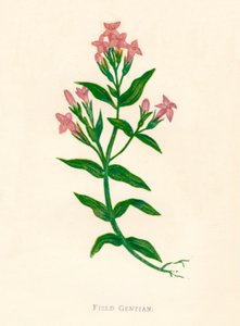 Gentiane des champs, c1891, 1891 - Anne Pratt