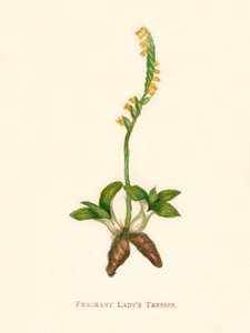 Fragrant Ladys Tresses, vers 1891 - Anne Pratt