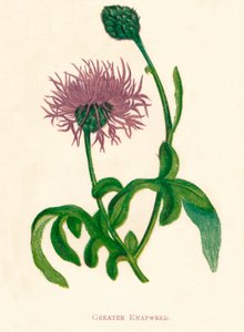 Grande centaurée, vers 1891
