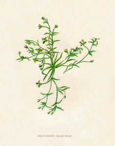 Procumbent Pearl-Wort - Anne Pratt