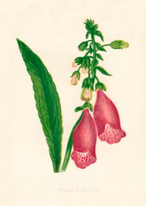 Digitale pourpre, vers 1891 - Anne Pratt