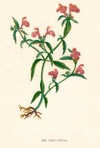 Ortie Rouge, vers 1891 - Anne Pratt