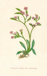 Lavande de mer épineuse dressée, vers 1891 - Anne Pratt