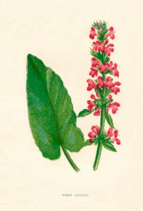 Bétoine des bois