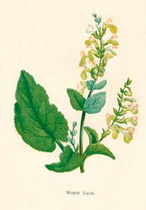 Sauge des bois, c1891 - Anne Pratt
