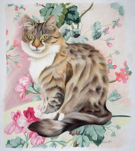Chat tigré à poil long - Anne Robinson