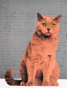 Tout le monde veut être un chat