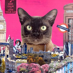 Chat urbain, 2015