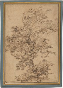 Studie eines Baumes - Annibale Carracci
