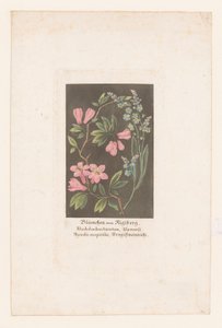 Rhododendron et myosotis du Rigi - Anonymous
