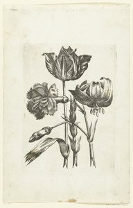 Œillet, tulipe et lys - Anonymous