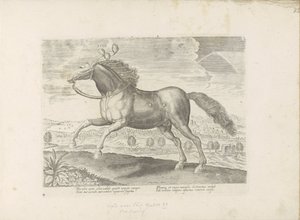 Cheval arabe