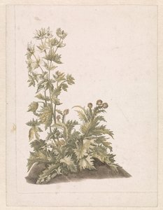 Chardons en fleurs