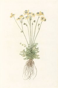 Plante en fleurs avec racines - Anonymous