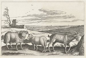 Bouc et moutons (Animalivm Qvaddrvpedvm) - Anonymous