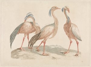 Trois grues demoiselles - Anonymous