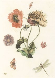 Trois coquelicots, deux papillons, une mouche et une libellule - Anonymous