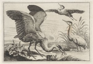 Trois hérons (Diversae avium species) - Anonymous