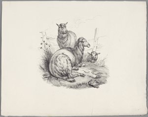 Drie schapen bij een hek - Anonymous