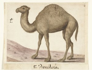 Dromadaire (album Lombard)
