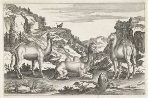 Dromadaires et un chameau - Anonymous