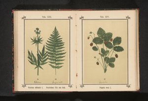 Véritable valériane et une branche de fougère mâle - Anonymous