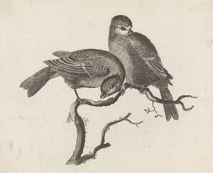 Une mésange bleue et une mésange charbonnière sur une branche
